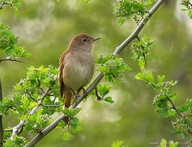 Nightingale at Paxton Pits by Steve Blain, via Flickr, Stunning