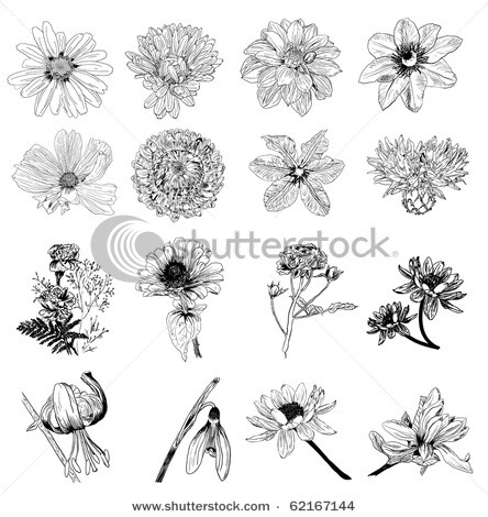 stock vector : collection of 16 flower sketches