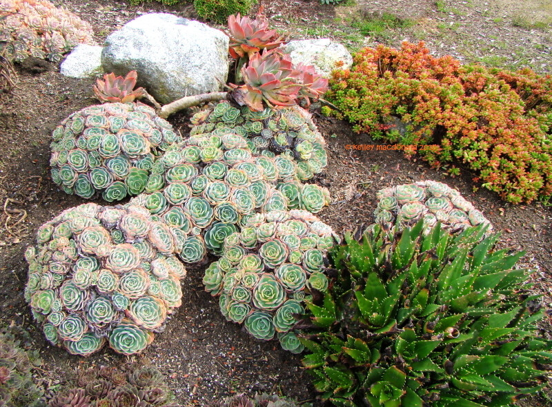 Full size picture of Echeveria (&lt;i&gt;Echeveria secunda var. glauca&lt;/i&gt;)