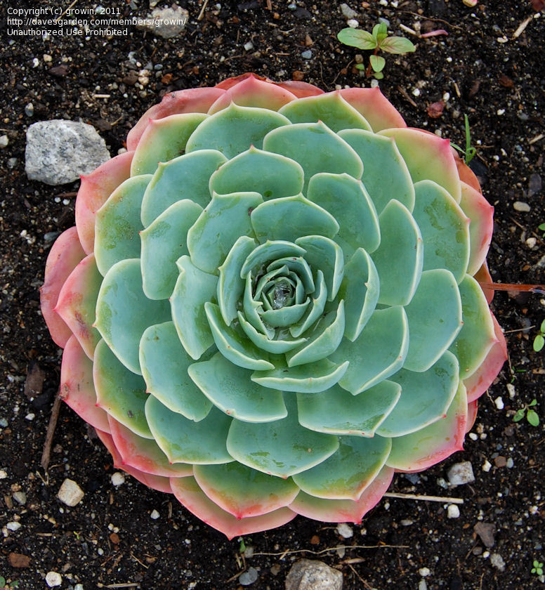 Full size picture of Echeveria (&lt;i&gt;Echeveria secunda var. glauca&lt;/i&gt;)