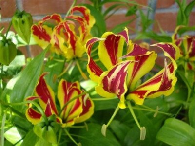 嘉兰 （百合科嘉兰属）Gloriosa superba