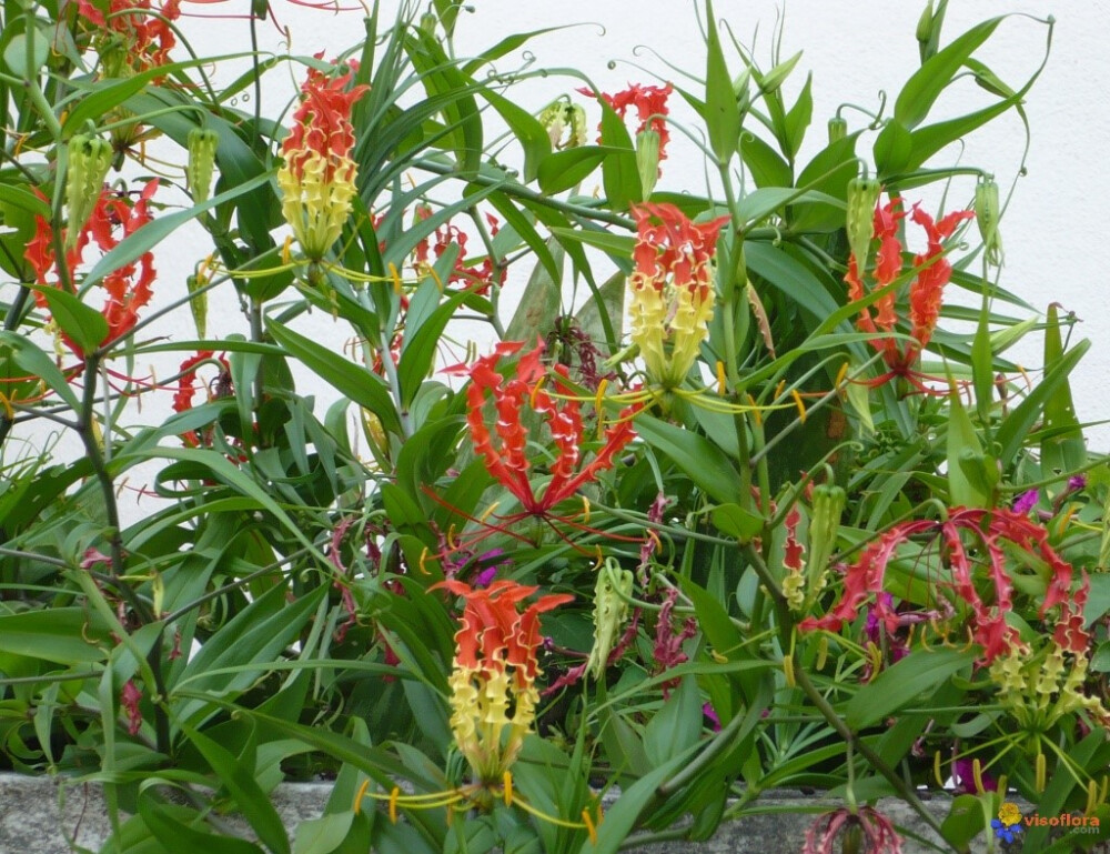 嘉兰 （百合科嘉兰属）Gloriosa superba