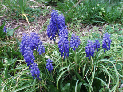 葡萄风信子（百合科蓝壶花属） Muscari botryoides