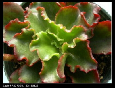 Echeveria fulgens var.scambosa（景天科石莲花属