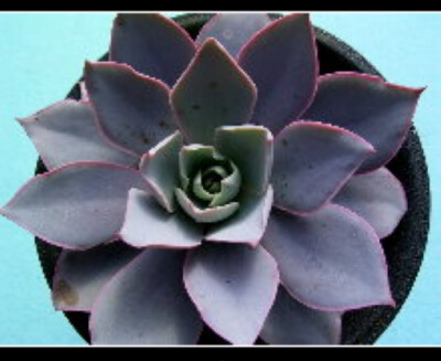 Echeveria subrigida（景天科石莲花属）