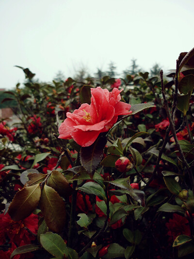 学校一角的花坛，阴天下还是很漂亮