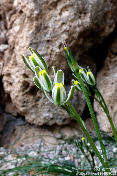 Bowiea volubilis Harv.ex Hook.f.小倉角殿，百合科苍角殿属（Bowiea）多年生草本植物。小清新的风格~