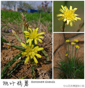 桃叶鸦葱，菊科，鸦葱属。这也是疑似蒲公英的“委屈”野花啦，但和蒲公英真的不同，你看它的叶子细长，边缘有波浪状的皱褶，这回能区分清楚了吧。因为有辛辣味儿，所以名“葱”，民间当作野菜食用。桃叶鸦葱生于低山，松山、香山、金山都可见到。（北京野花№035，4月18日，摄影@天冬 ）
