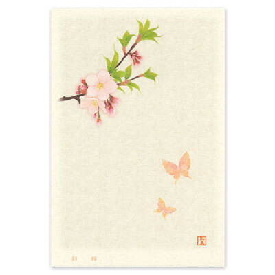 和泉匡 桜絵?桜 明信片