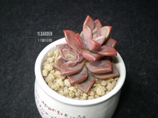 Graptoveria Gilva 姬胧月 11号花园