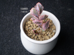 Kalanchoe fedtschenkoi 'Rosy Dawn' 玉吊钟。 11号花园