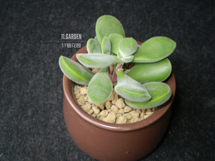 Crassula rogersii 若歌诗