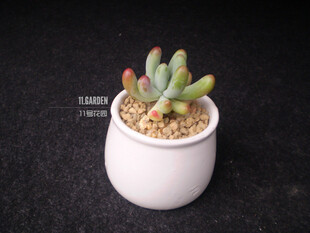 Sedum pachyphyllum 乙女心。 11号花园