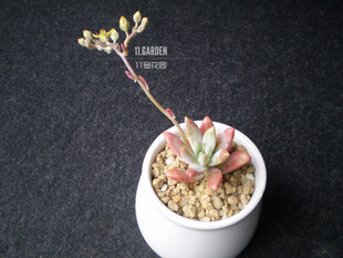 Graptosedum Francesco Baldi 秋丽。 11号花园