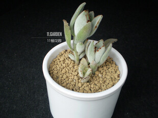 Kalanchoe tomentosa 月兔耳。 11号花园