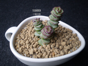 Crassula marnieriana 舞乙女。 11号花园