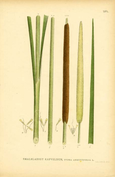 Typha Angustifolia L. (Narrowleaf Cattail)【狭叶香蒲属（窄叶香蒲）】