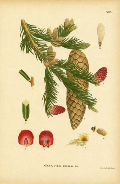 Gran, Picea Excelsa Lk. (Norway Spruce)【格兰，云杉三角戟 Lk。(挪威云杉)】