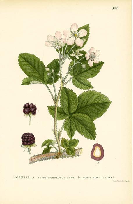 Rubus Nemorosus Arrh. (Blackberry)【悬钩子属植物Nemorosus Arrh (黑莓) 】