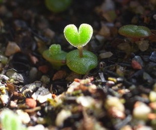 多肉植物花种子枝干番杏种子爱心碧光环