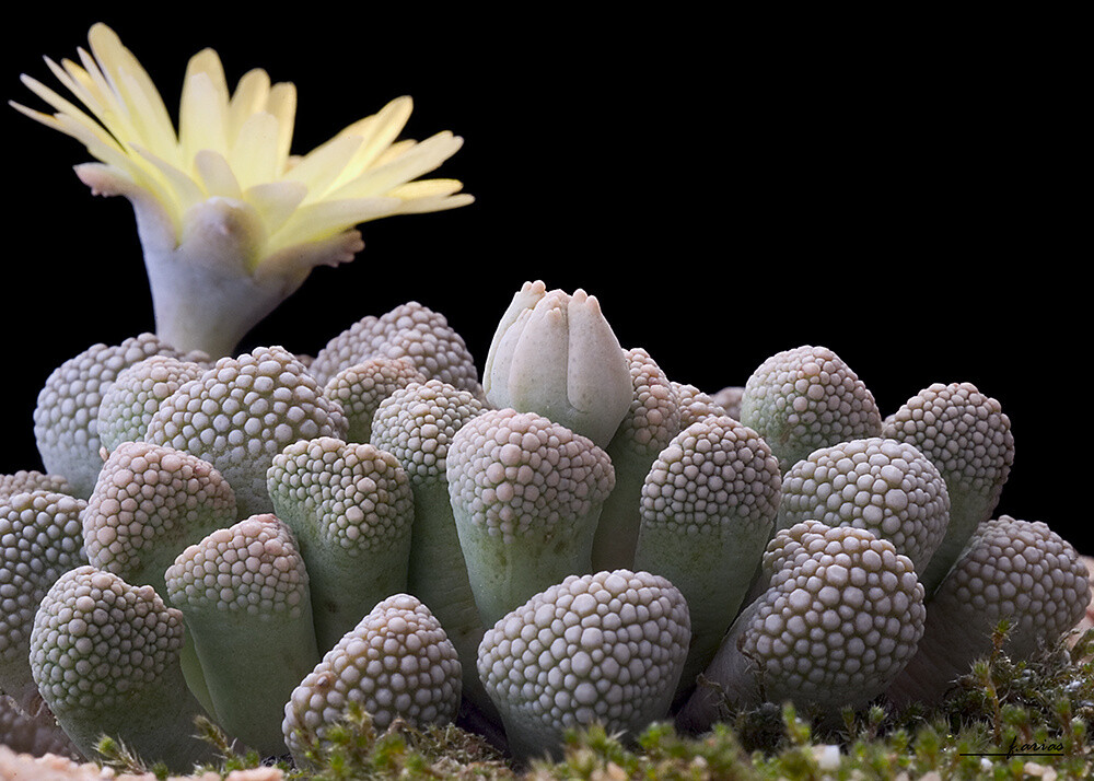 多肉之美，美不胜收！ { 番杏科 Titanopsis primosii 摄影：f.arias }