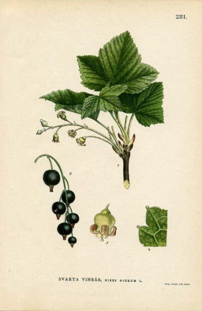 Svarta Vinbar, Ribes Nigrum L. (Black Currant)【百度：svarta vinbar，黑穗醋栗属（黑加仑）。青云：斯瓦特河酒栏，黑穗醋栗龙葵 L.(黑加仑)】