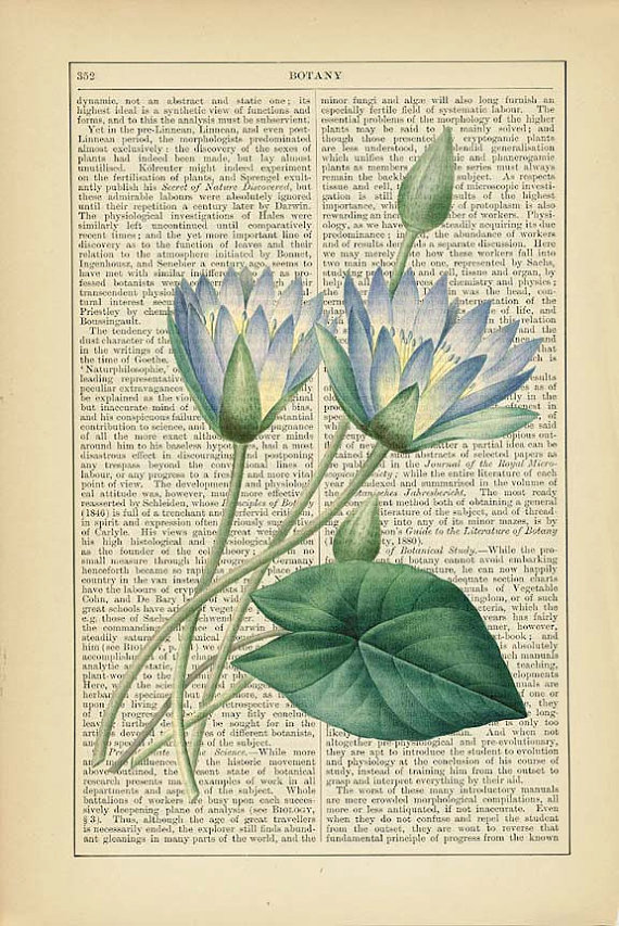 1895 Encyclopedia * BLUE WATERLILY 【蓝色睡莲】