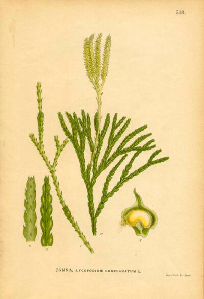 Lycopodium Complanatum L. (Ground Cedar)【石松属complanatum（地雪松）】