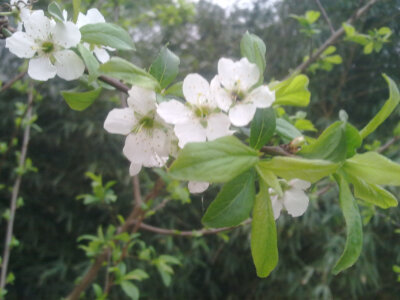 立尽黄昏，袜尘不到凌波处。雪香凝树。懒作阳台雨。一水相系，脉脉难为语。情何许。向人如诉。寂寞临江渚。