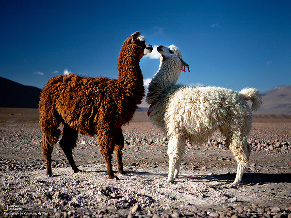 玻利维亚西南部 Eduardo Avaroa Andean国家动植物保护区的两只骆驼。