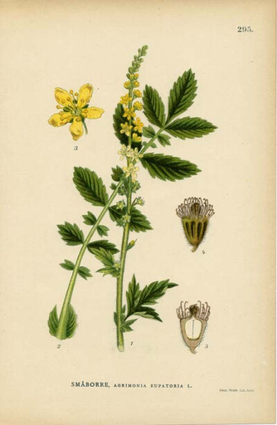 Agrimonia Eupatoria L. (Church Steeples)【龙芽草湖（教堂尖塔）】