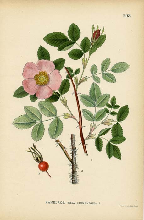 Kanelros, Rosa Cinnamomea L.【青云：Kanelros，桂皮蔷薇】