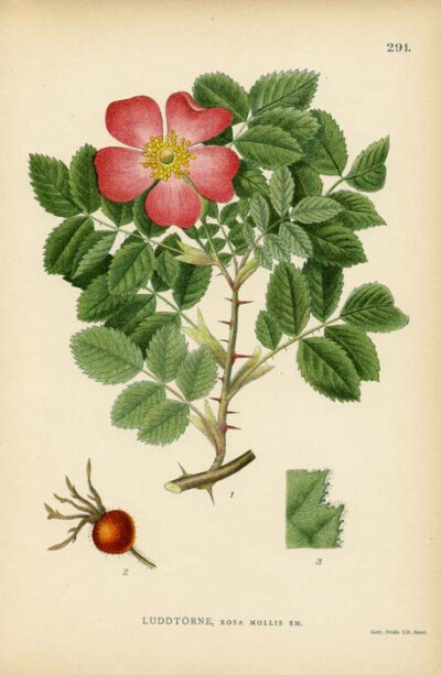 Nypon, Rosa Glauca Vill.【？】