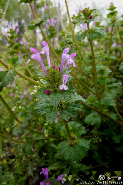 宝盖草Lamium amplexicaule Linn.唇形科野芝麻属~华东地区常见杂草~