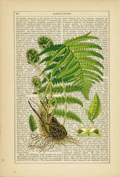 Antique 1895 Encyclopedia *Male Fern 【古董1895年百科全书 *蕨；绵马】