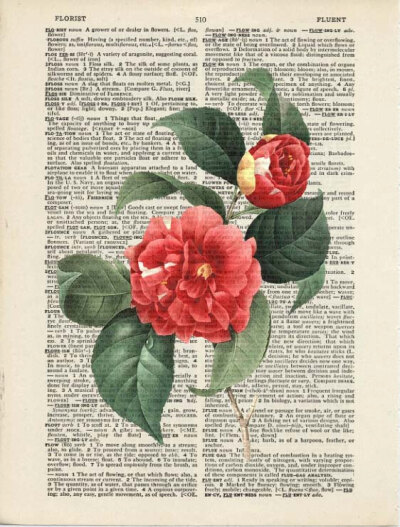 1956 Dictionary *VINTAGE REDOUTE CAMELIA 【1956年词典*vintage redoute 茶花】