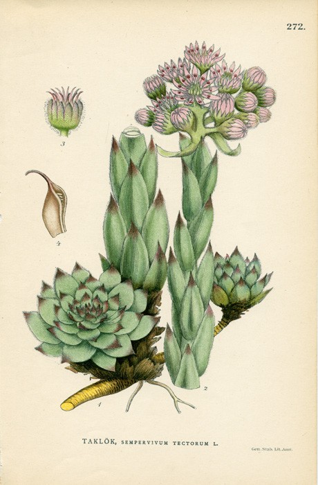  Taklok, Sempervivum Tectorum L.【taklok，长生草属】