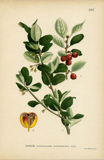 Oxbar, Cotoneaster Integerrimus Med.【？栒子属】