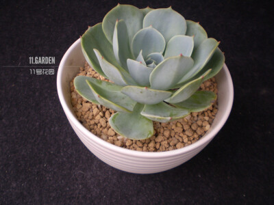 Echeveria secunda var. glauca 玉蝶，景天科拟石莲属。在温暖、干燥和阳光充足的条件下生长良好，耐干旱和半阴，不耐寒，忌阴湿。4～10月的生长期可放在室外阳光充足或半阴处养护，即使盛夏也不必遮光，但要求通风…