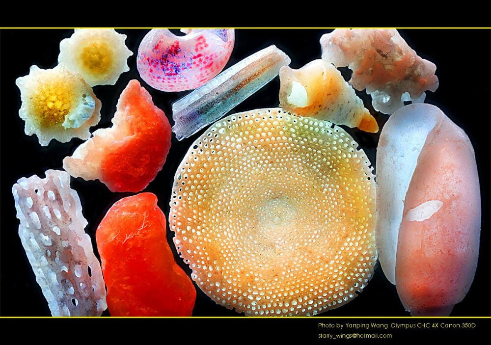 来自南沙群岛 永兴岛的沙子，太好玩了，圆形的珊瑚，长条的珊瑚，红色的珊瑚，南海漂亮的贝壳碎屑……