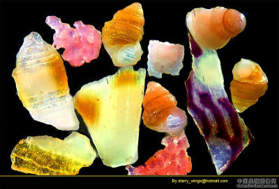 来自马尔代夫的沙子。马尔代夫的沙子大多是珊瑚碎屑，也有少量生物残体，但非常细小