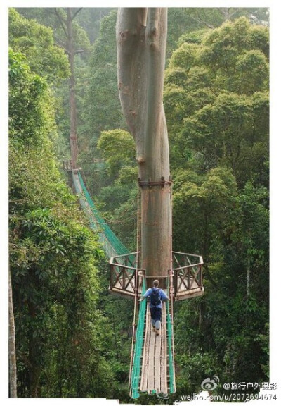 马来西亚婆罗洲热带雨林的树冠走道。动心没？想去体验下吗？