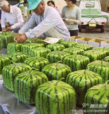【卖一个的日本方形西瓜】长、宽、高均为15厘米，重约6公斤。这样的一个西瓜要卖1万日元，约合人民币750元！你想尝尝吗？