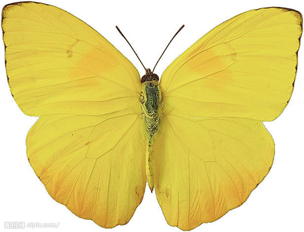 南美大黄碟（雄） Orang-barred Giant Sulphur