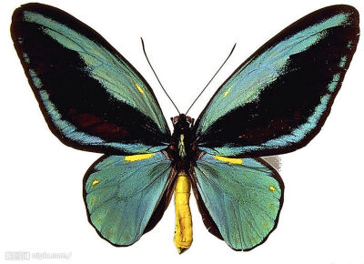 绿鸟翼蝶 Cairns Birdwing