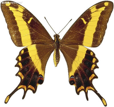 大黄带凤蝶（雄）Giant Swallowtail