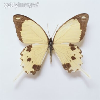 非洲白凤蝶 Mocker Swallowtail