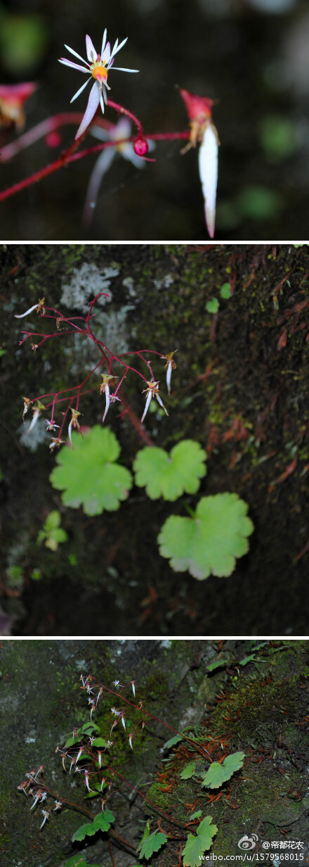 红毛虎耳草（Saxifraga rufescens)