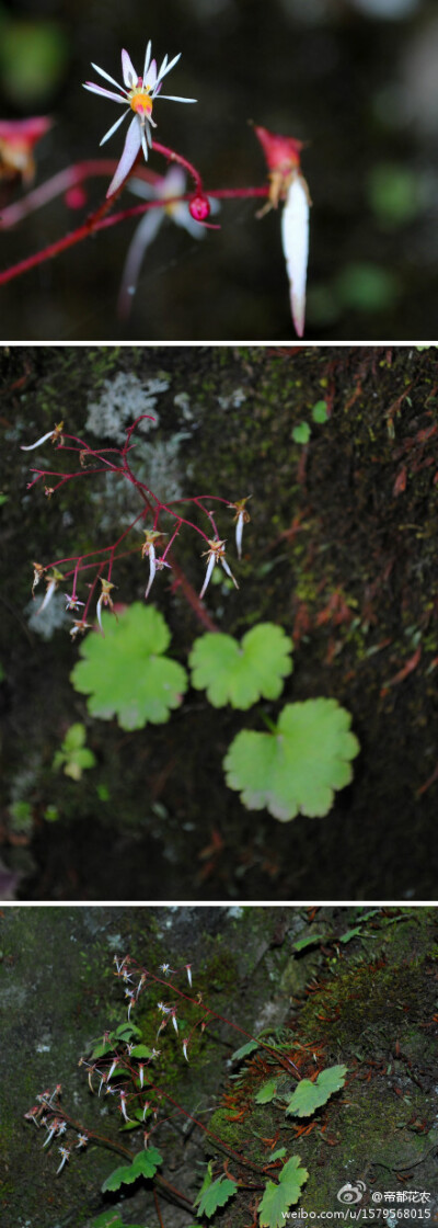 红毛虎耳草（Saxifraga rufescens)