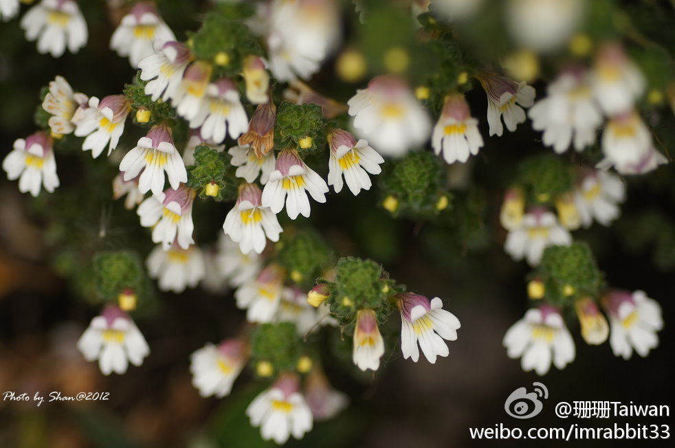  [玉山小米草] 英文名稱：Euphrasia transmorrisonensis 科別：玄參科別稱：玉山碎雪草花期：7 ~ 9月形態：玄參科多年生小型草本